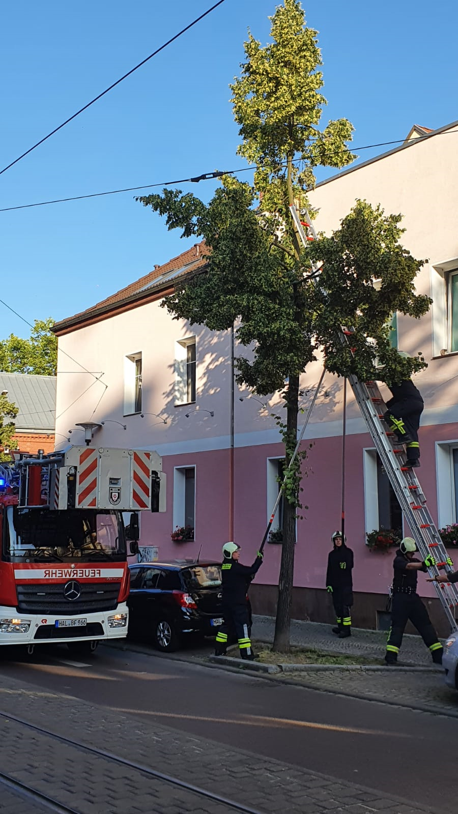 Morscher Baum Sorgt Fur Feuerwehreinsatz Am Reileck Du Bist Halle
