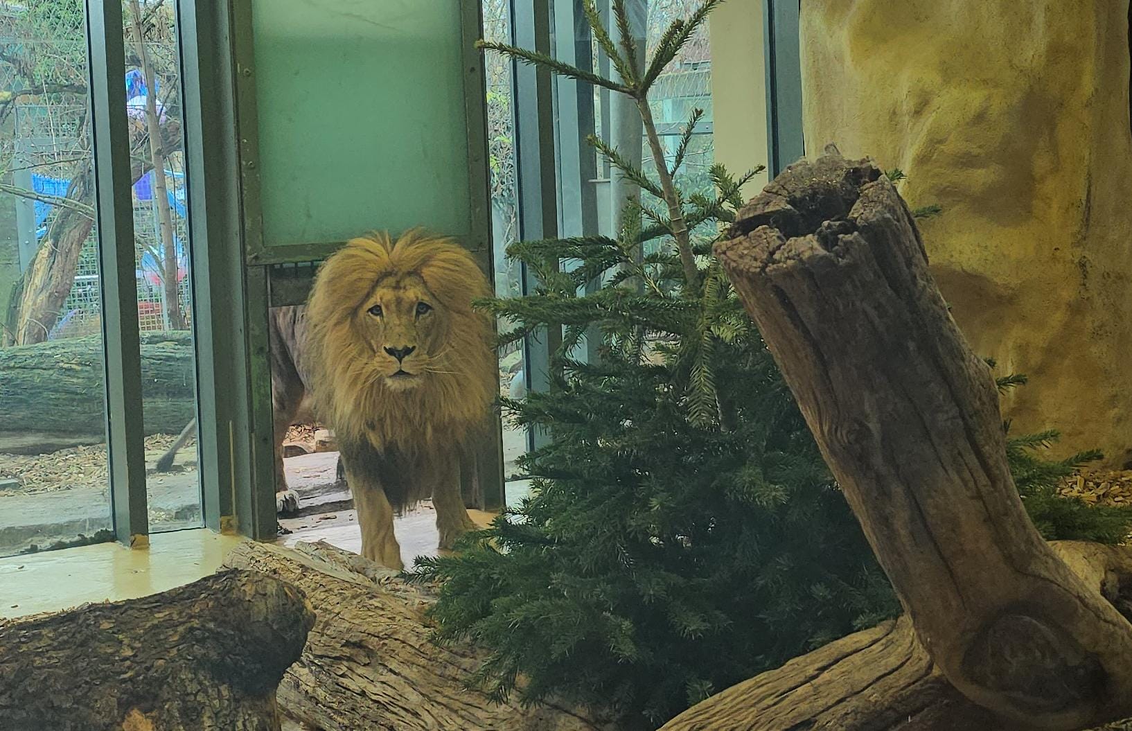 -Kohl-statt-Bananen-und-K-fer-im-Karton-Die-gro-e-tierische-Bescherung-auf-dem-halleschen-Reilsberg