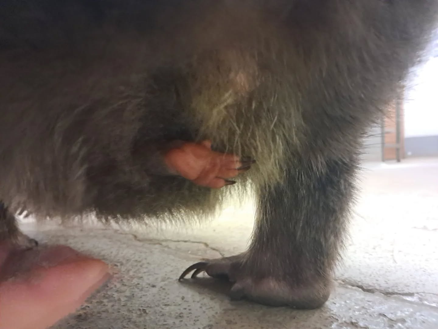 Kleiner-Fi-guckt-aus-dem-Beutel-Wombat-Nachwuchs-im-Bergzoo-Halle