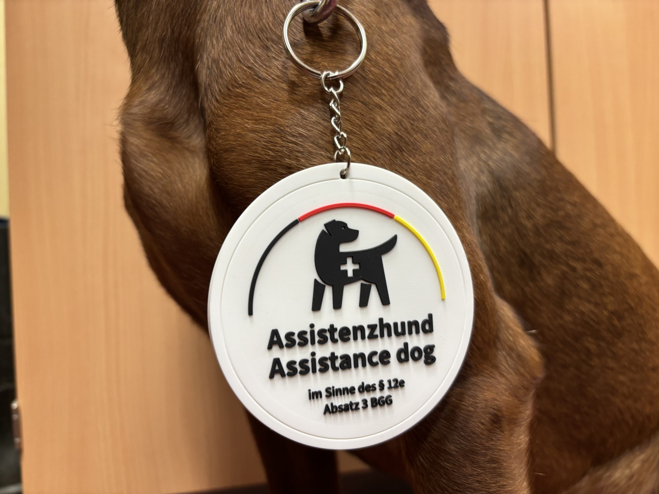 Heute-ist-Internationaler-Tag-des-Blindenf-hrhundes-Sozialagentur-Sachsen-Anhalt-erteilt-Genehmigungen