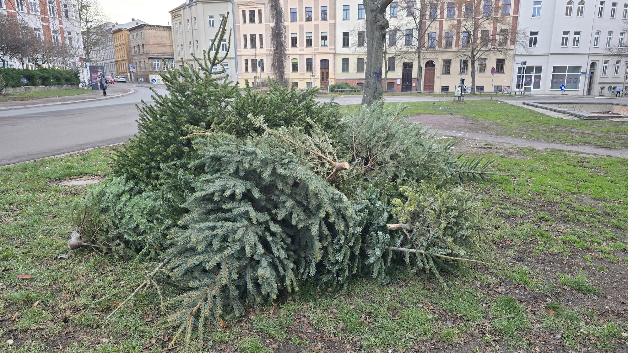 258-Sammelstellen-in-Halle-Stadtwerke-beginnen-Montag-mit-der-Entsorgung-der-Weihnachtsb-ume